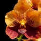 Vanda Parichart Classic # 2 - Without Flowers | SS - Buy Orchids Plants Online by Orchid-Tree.com