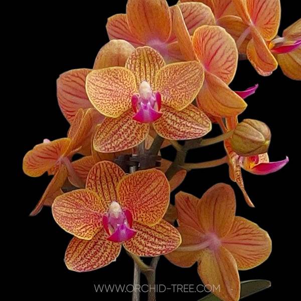 Phalaenopsis OX Dazzle - With Buds | FF - Buy Orchids Plants Online by Orchid-Tree.com