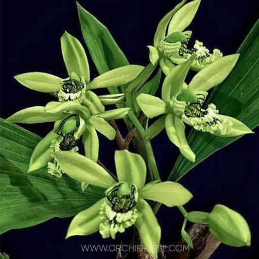 Coelogyne pandurata sp. - Without Flowers | BS - Buy Orchids Plants Online by Orchid-Tree.com