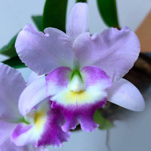 Cattleya Fitz Eugene Dixon - Without Flowers | BS - Buy Orchids Plants Online by Orchid-Tree.com