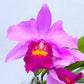 Cattleya Irene Finney - Without Flowers | BS - Buy Orchids Plants Online by Orchid-Tree.com