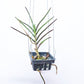 Renanthera monachica sp.- Without Flowers | BS - Buy Orchids Plants Online by Orchid-Tree.com
