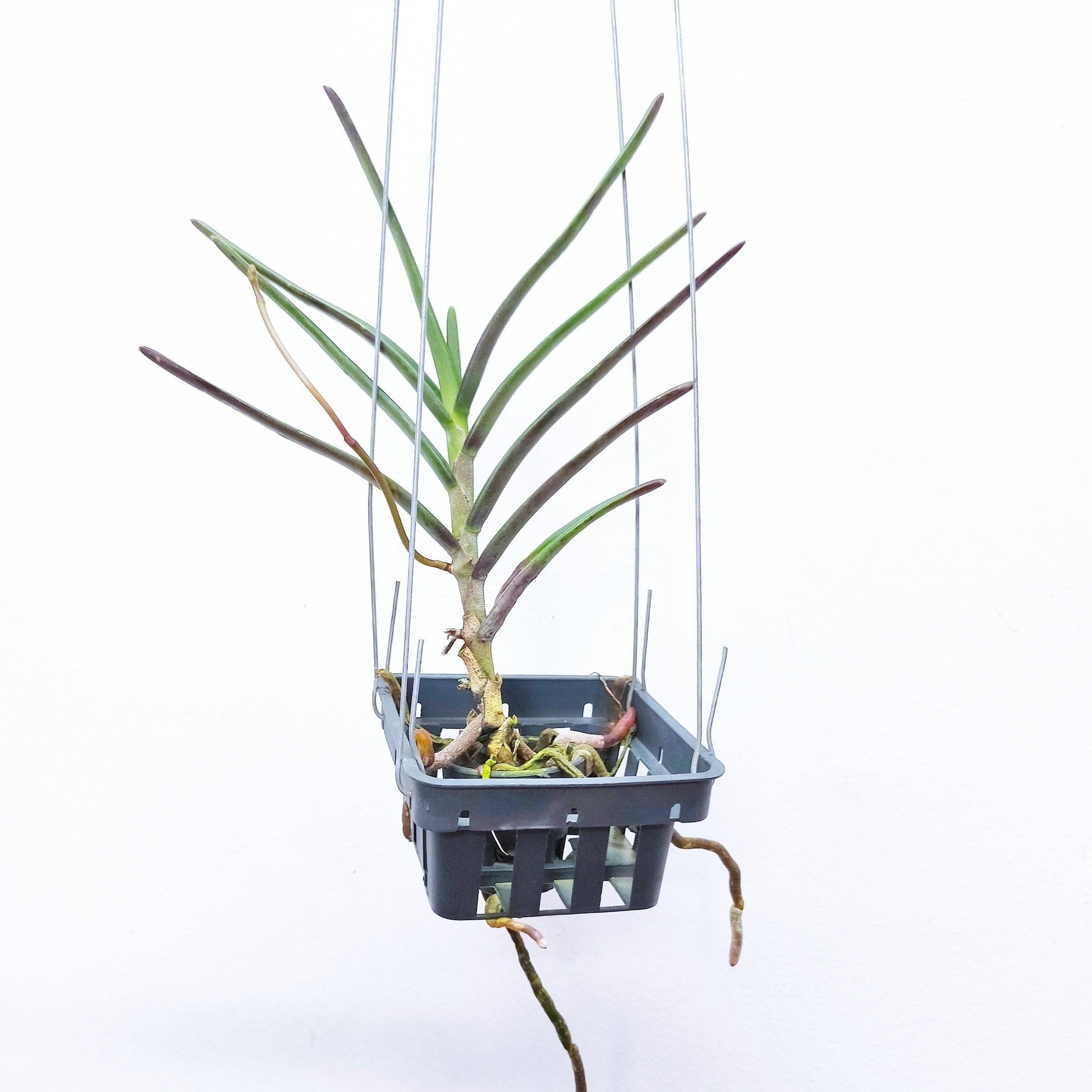 Renanthera monachica sp.- Without Flowers | BS - Buy Orchids Plants Online by Orchid-Tree.com