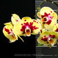 Phalaenopsis OX Zeus - With Small Spike | FF - Buy Orchids Plants Online by Orchid-Tree.com