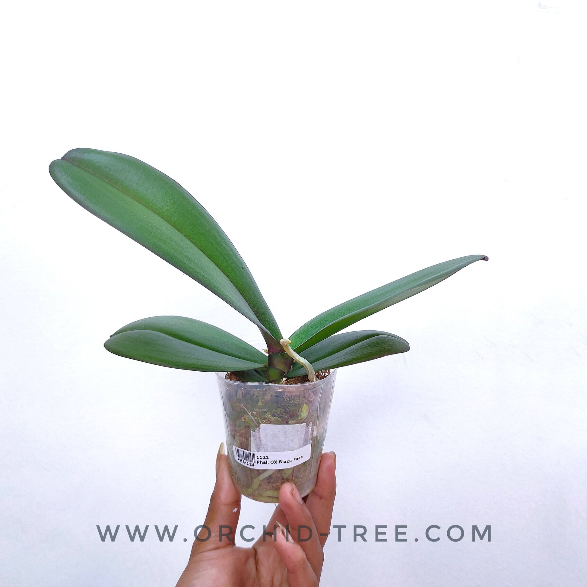 Phalaenopsis OX Black Face - Without Flowers | BS - Buy Orchids Plants Online by Orchid-Tree.com