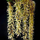 Coelogyne rochussenii Sp. - Without Flowers | BS - Buy Orchids Plants Online by Orchid-Tree.com
