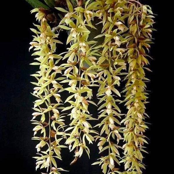 Coelogyne rochussenii Sp. - Without Flowers | BS - Buy Orchids Plants Online by Orchid-Tree.com