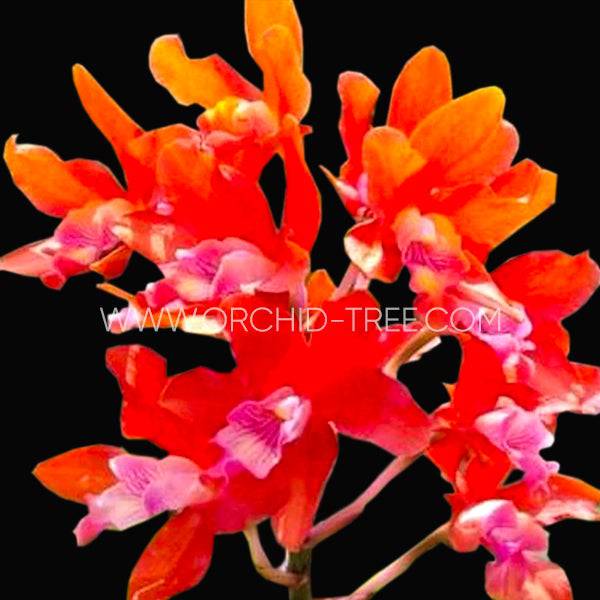 Cattleya Taiwan Firecracker 'Popcorn' - Without Flowers | BS - Buy Orchids Plants Online by Orchid-Tree.com