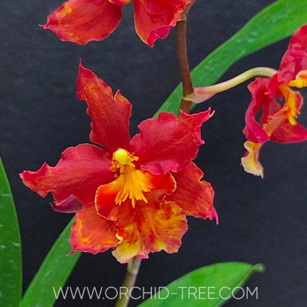 Oncidium (Wils.) Rising Sun 'Red Sun' - Without Flowers | BS - Buy Orchids Plants Online by Orchid-Tree.com