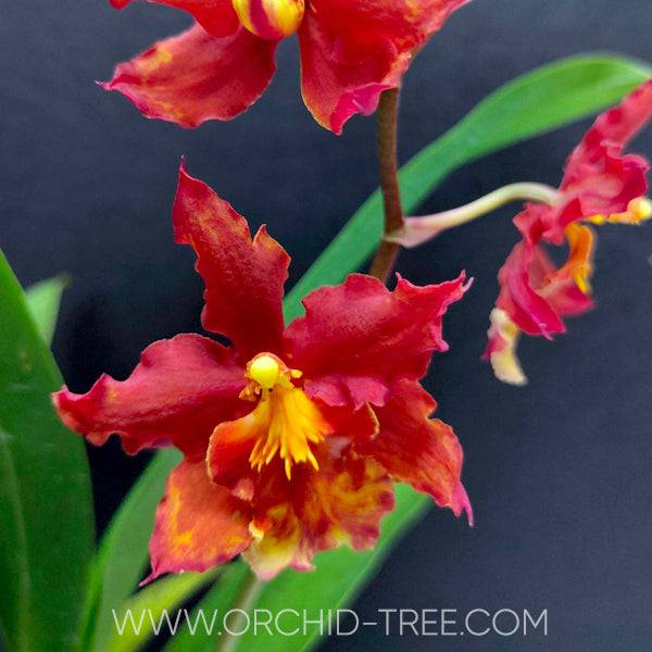 Oncidium (Wils.) Rising Sun 'Red Sun' - Without Flowers | BS - Buy Orchids Plants Online by Orchid-Tree.com