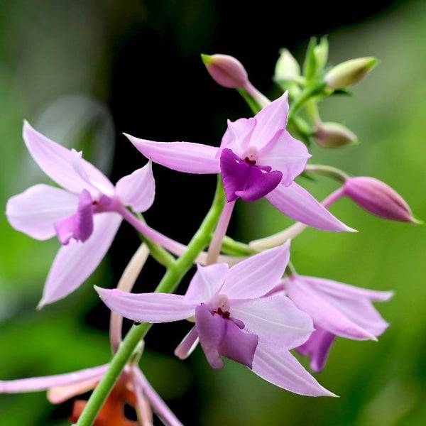 Calanthe masuca sp. - Without Flowers | BS - Buy Orchids Plants Online by Orchid-Tree.com