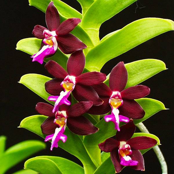 Trichoglottis brachiata sp. - Without Flowers | BS - Buy Orchids Plants Online by Orchid-Tree.com