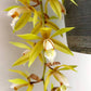 Coelogyne rochussenii Sp. - Without Flowers | BS - Buy Orchids Plants Online by Orchid-Tree.com