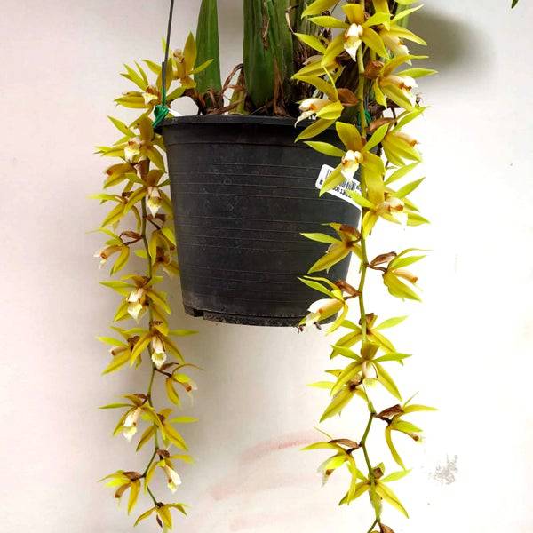 Coelogyne rochussenii Sp. - Without Flowers | BS - Buy Orchids Plants Online by Orchid-Tree.com
