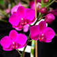 Phalaenopsis Queen Beer - With Spike | FF - Buy Orchids Plants Online by Orchid-Tree.com