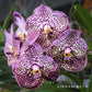 Vanda Wirat x Gordon Dillon - Without Flowers | BS - Buy Orchids Plants Online by Orchid-Tree.com