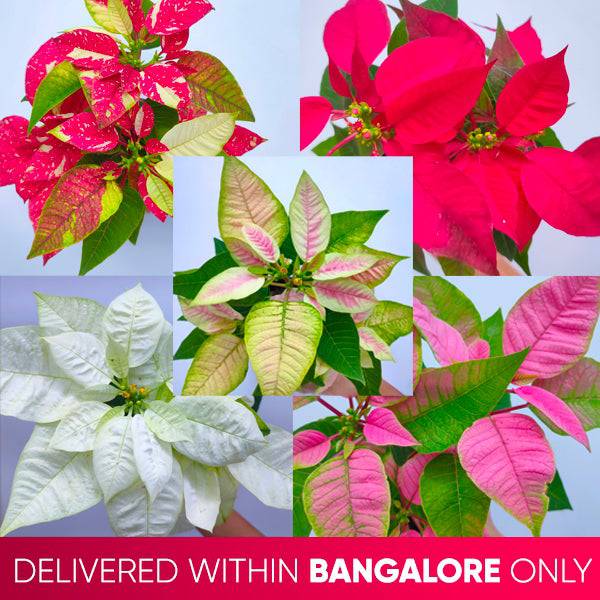 Poinsettia | Christmas Plant | 4 Colors - Buy Orchids Plants Online by Orchid-Tree.com