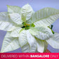 Poinsettia | Christmas Plant | 4 Colors - Buy Orchids Plants Online by Orchid-Tree.com