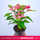 Poinsettia | Christmas Plant | 4 Colors - Buy Orchids Plants Online by Orchid-Tree.com