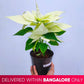 Poinsettia | Christmas Plant | 4 Colors - Buy Orchids Plants Online by Orchid-Tree.com