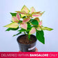 Poinsettia | Christmas Plant | 4 Colors - Buy Orchids Plants Online by Orchid-Tree.com