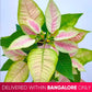 Poinsettia | Christmas Plant | 4 Colors - Buy Orchids Plants Online by Orchid-Tree.com