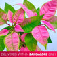 Poinsettia | Christmas Plant | 4 Colors - Buy Orchids Plants Online by Orchid-Tree.com