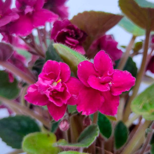 African Violet | Double Petal | Maroon - Buy Orchids Plants Online by Orchid-Tree.com
