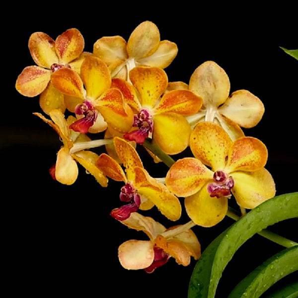 Vandachostylis Ploenpit Prize - Without Flowers| BS - Buy Orchids Plants Online by Orchid-Tree.com