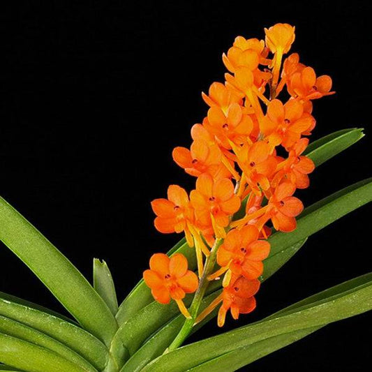 Vanda (Asco.) miniatum sp. - Without Flowers | BS - Buy Orchids Plants Online by Orchid-Tree.com