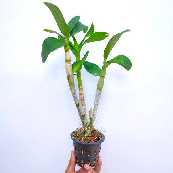 Dendrobium Udom Red  - Without Flowers | BS - Buy Orchids Plants Online by Orchid-Tree.com