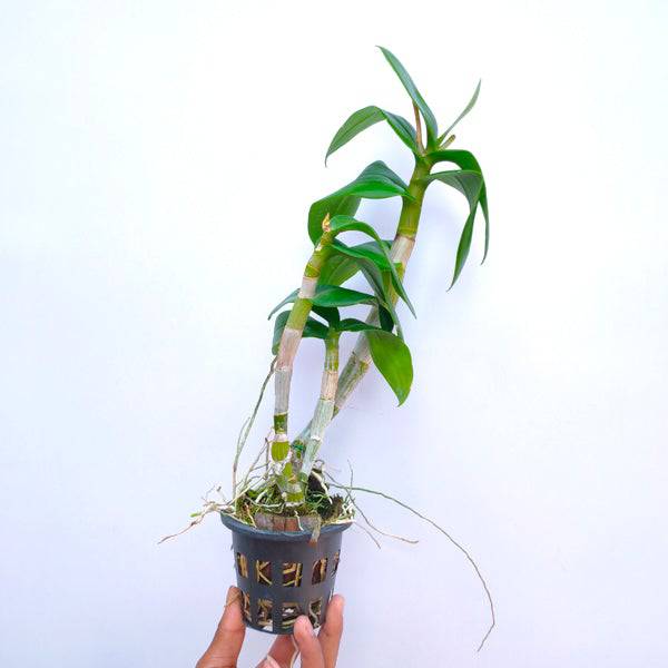 Dendrobium White Blue Lip - Without Flowers | BS - Buy Orchids Plants Online by Orchid-Tree.com