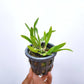 Broughtonia sanguinea var. aurea sp. - Without Flowers | BS - Buy Orchids Plants Online by Orchid-Tree.com
