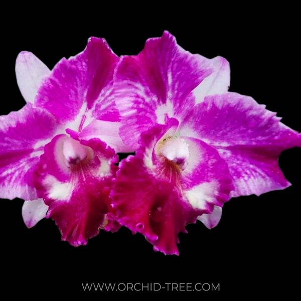 Cattleya Chan Hsiu Jewel x Mary's Song - Without Flowers | BS - Buy Orchids Plants Online by Orchid-Tree.com
