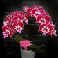 Phalaenopsis Purple Fairy - With Spike | FF - Buy Orchids Plants Online by Orchid-Tree.com
