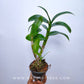 Dendrobium Genting Red - Without Flowers | BS - Buy Orchids Plants Online by Orchid-Tree.com
