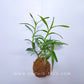 Kokedama Epidendrum Orchid - Buy Orchids Plants Online by Orchid-Tree.com