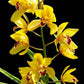 Cymbidium Rattanakosin - Without Flowers | BS - Buy Orchids Plants Online by Orchid-Tree.com