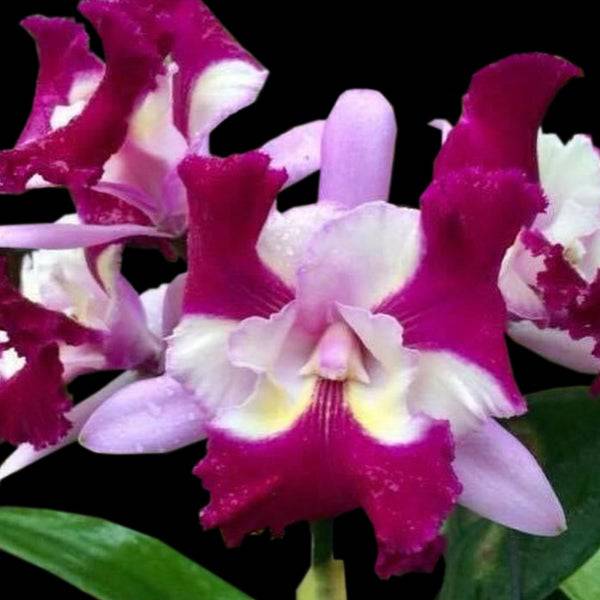 Cattleya Varut Palin x Mari's Song - Without Flowers | BS - Buy Orchids Plants Online by Orchid-Tree.com