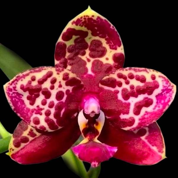 Phalaenopsis Yaphon Black Rose - Without Flowers | BS - Buy Orchids Plants Online by Orchid-Tree.com