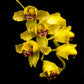 Oncidium Gomesa echinata sp. - With Spike | FF - Buy Orchids Plants Online by Orchid-Tree.com