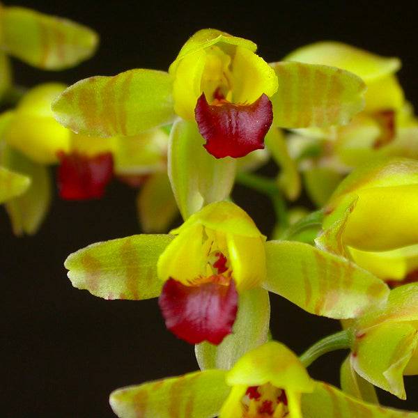 Oncidium Gomesa echinata sp. - With Spike | FF - Buy Orchids Plants Online by Orchid-Tree.com