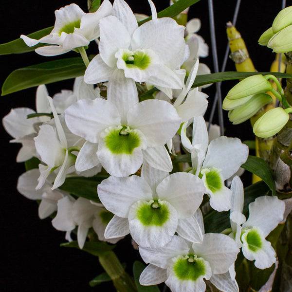 Dendrobium Spring Jewel Miki - With Flowers | FF - Buy Orchids Plants Online by Orchid-Tree.com