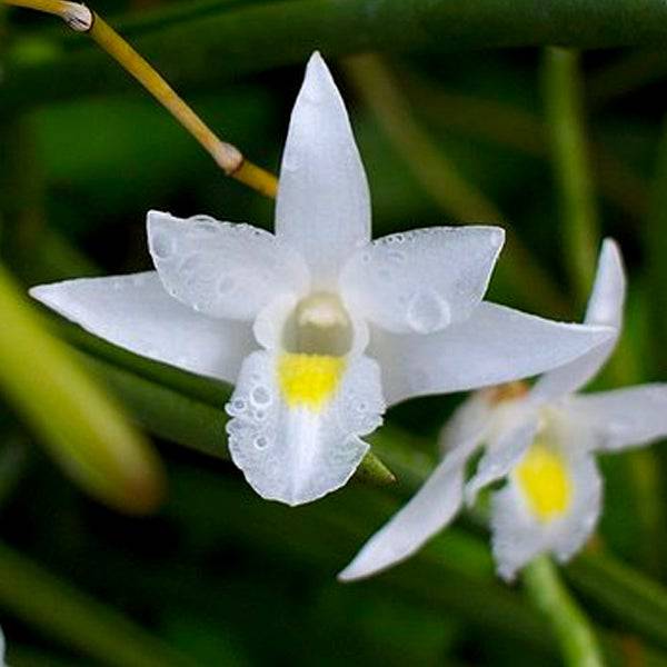 Dendrobium crumenatum sp. - Without Flowers | BS - Buy Orchids Plants Online by Orchid-Tree.com