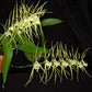 Oncidium Brassia Rex - Without Flowers | BS - Buy Orchids Plants Online by Orchid-Tree.com