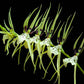 Oncidium Brassia Rex - Without Flowers | BS - Buy Orchids Plants Online by Orchid-Tree.com