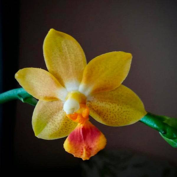 Phalaenopsis Yaphon Cupid - With Spike | FF - Buy Orchids Plants Online by Orchid-Tree.com
