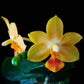 Phalaenopsis Yaphon Cupid - With Spike | FF - Buy Orchids Plants Online by Orchid-Tree.com