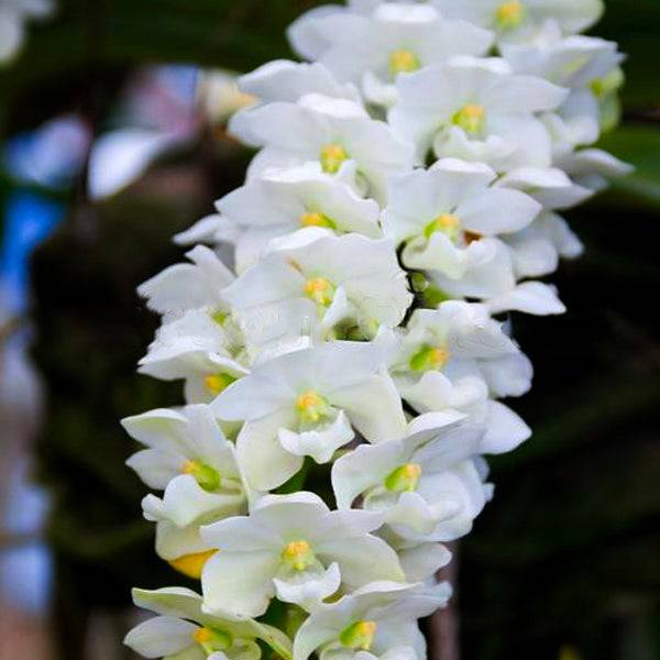 Rhynchostylis Gigantea White - Without Flowers | BS - Buy Orchids Plants Online by Orchid-Tree.com