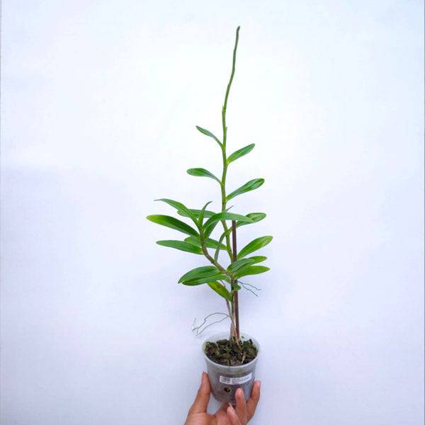 Epithechea Orange Blaze - Without Flowers | BS - Buy Orchids Plants Online by Orchid-Tree.com